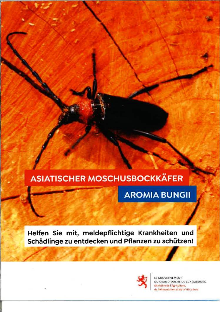 Asiatischer Moschusbockkäfer Aromia Bungii – Min. agriculture