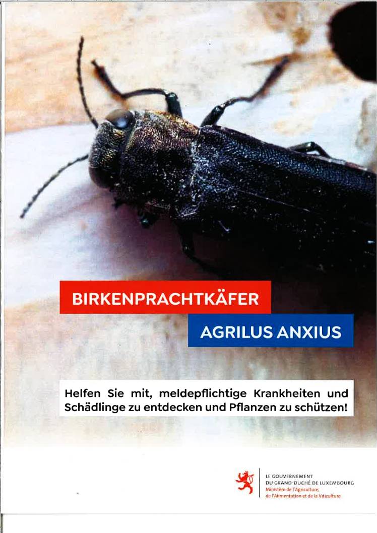 Birkenprachtkäfer Agrilus Anxius – Min. agriculture