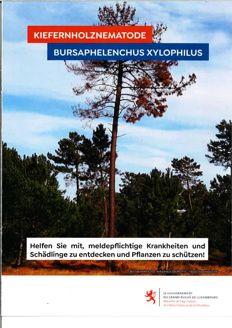 Kiefernholznematode Bursaphelenchus Xylophilus – Min. agriculture