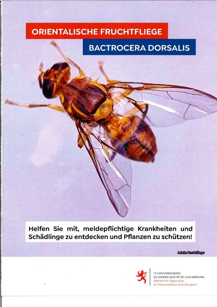 Orientalische Fruchtfliege Bactrocera Dorsalis – Min. agriculture